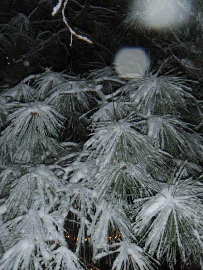 Der erste Schnee in Flagstaff dieses Jahres. Yiiieeehaa!!!