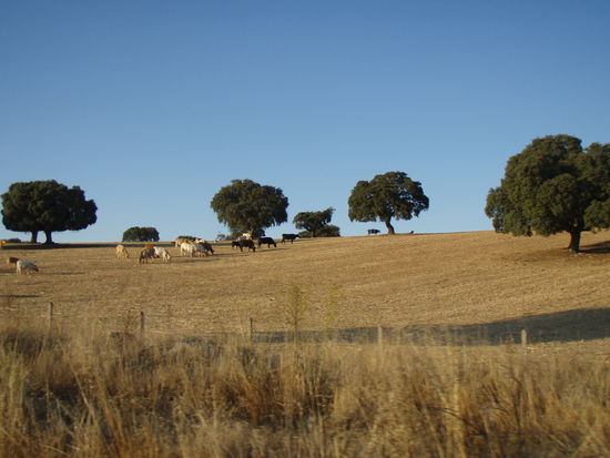 Die Spanische Landschaft