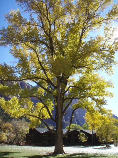 leuchtendes gelb gruen