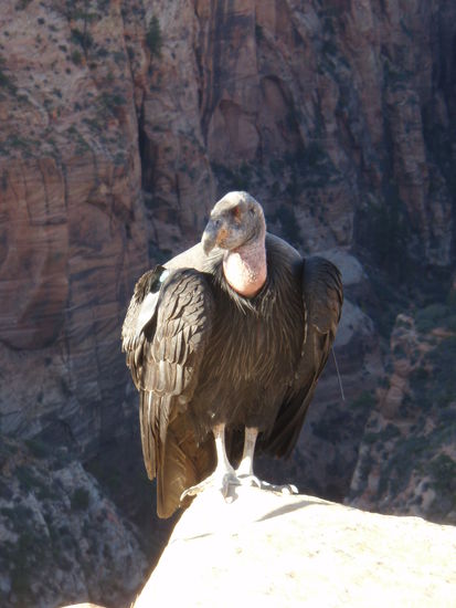 schaut zwar boes drein. hat aber mehr Angst vor uns als wir vor ihm