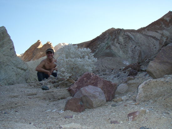 purpurne Steine und weisse Buesche. Verrueckte Welt hier unten.