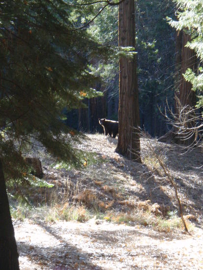 Meine erste Baer Begegnung!