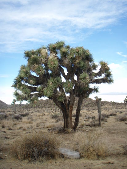 Ein sogenannter Joshua Tree