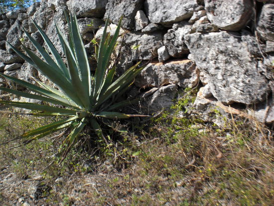 Dieses ist der Sisal Kaktus aus dem die Haengematten und Huete gemacht werden.