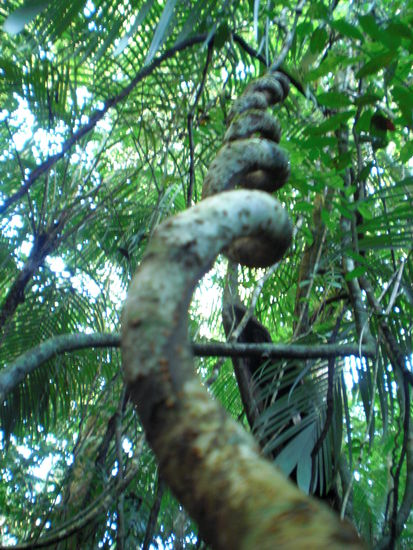 wunderschoener Dschungel