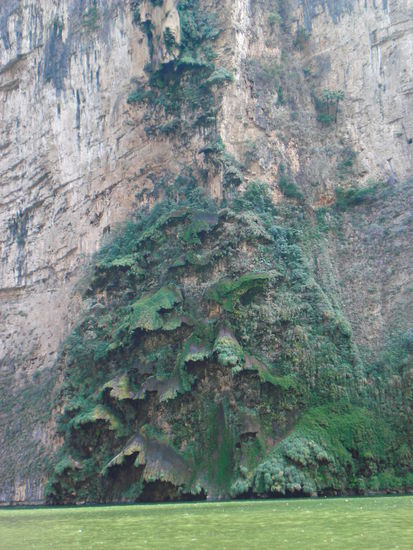 Der Arbol de Navidad