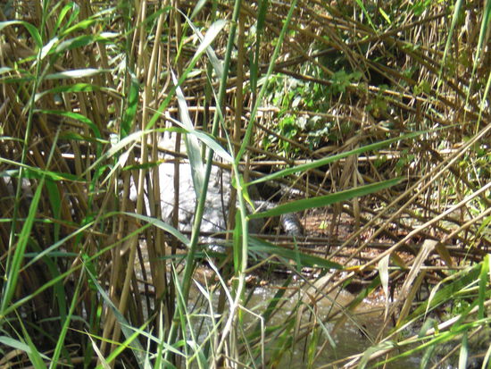 getarnt....Krokodil life! Irre!