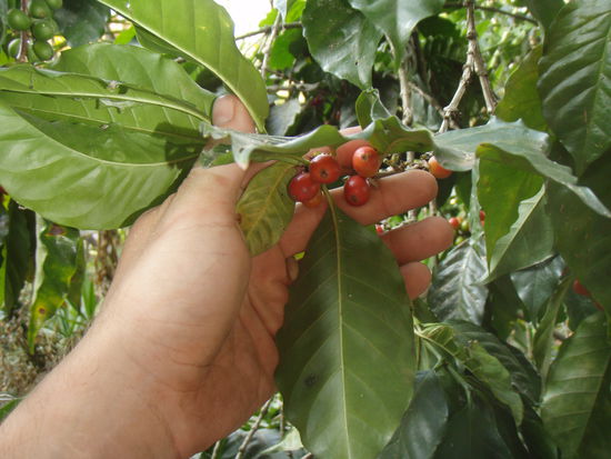 So schaut der Kaffee aus, bevor die ihn als schwarzes Pulver getrocknet und gemalen bei uns bekommst.(Viele Menschen wissen das gar nicht)