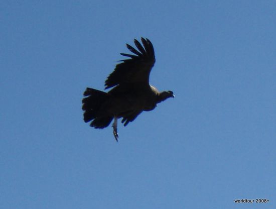Dieser junge Condor flog ein Weilchen ganz nah mit uns.