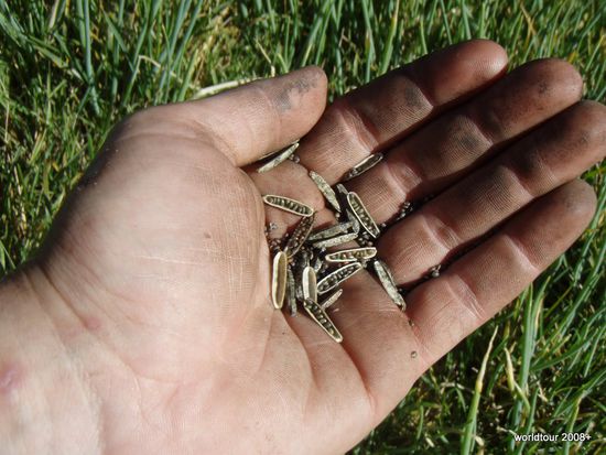 Das sind Rucola Samen