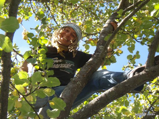 ...beim Apfelbaeume schuetteln. Natürlich wieder ein Job für mich!!!Yeah