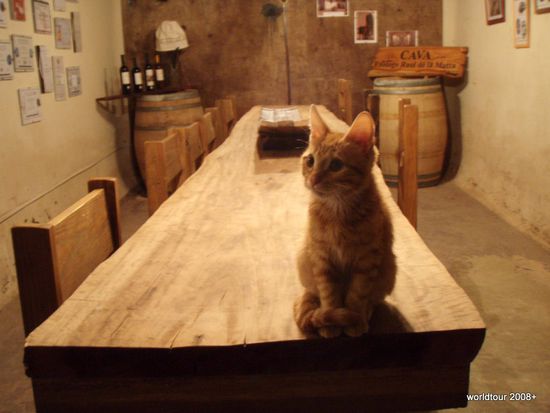 neugieriger Zeitgenosse im Weinkeller(farblich getarnt)