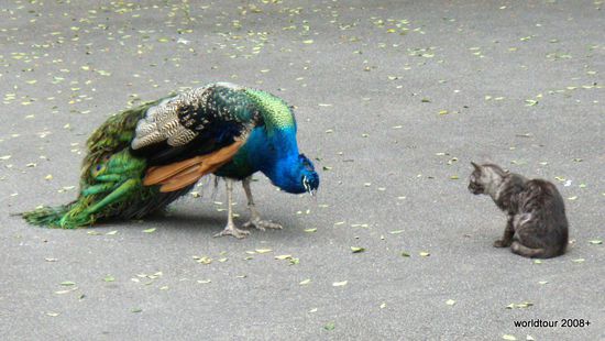 Ob sich die wohl verstehen werden?