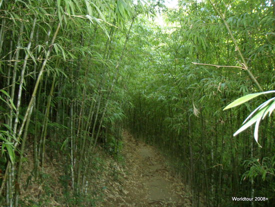 Der Bambuswald