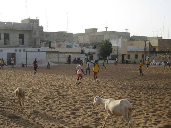 Ziegen auf dem Fussballfeld