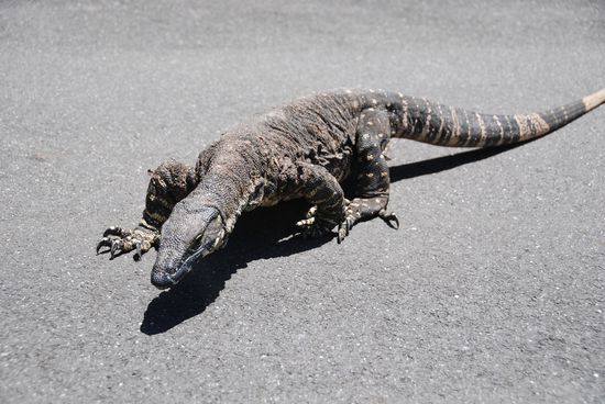 tierischer Campingplatzbesucher