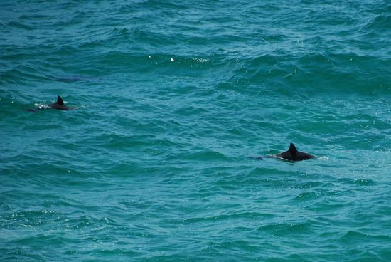 Delphine, leider zeigten diese hier kein Kunststücke