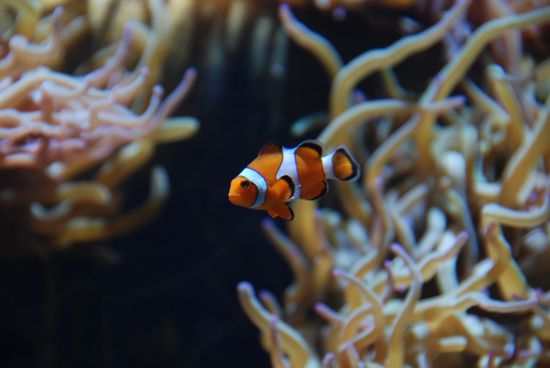 Der kleine Nemo hat auch schon ein Zimmer hier