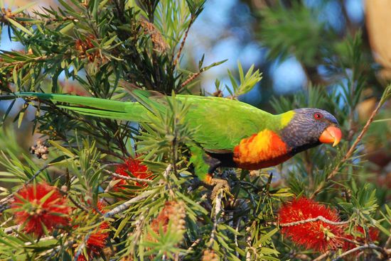 Unser natürlicher Wecker