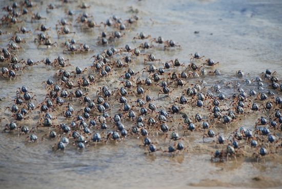 Soldier Crabs