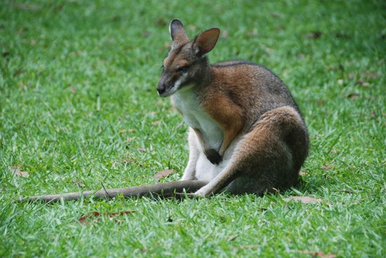 Wallabie, kein Känguruh!