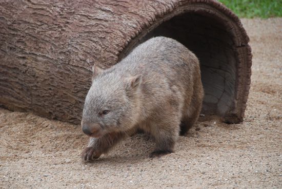 Wombat