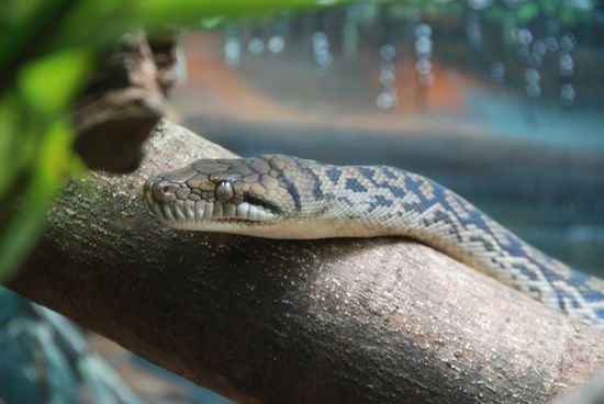 Achtung sehr giftig!