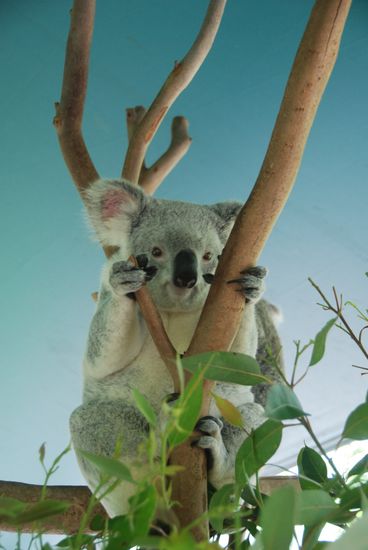 Nein, der ist nicht von Ratiopharm!