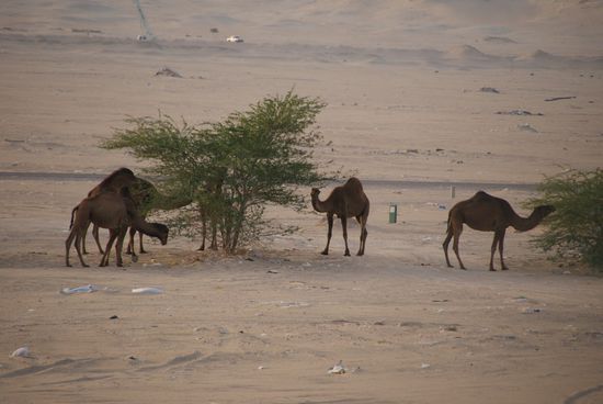 Wann sieht man schon mal Kamele in freier Natur?