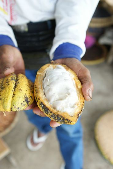 .... unglaublich aber wahr, das ist Kakao!
Der Kakao ist von einer saeuerlich-suessen (ich habs probiert) schwabbeligen Masse umgeben, die ehrlichgesagt recht gut schmeckt!