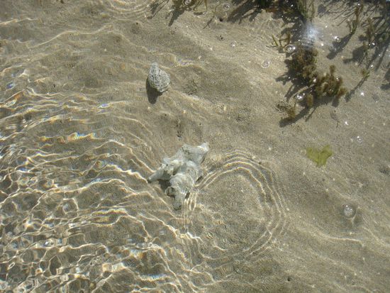Das Wasser war glasklar.