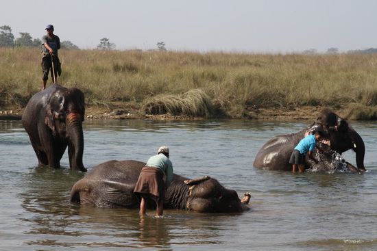 Hier konnten wir beim Elefantenbaden zusehen. Das Lustige: Eine Frau war keine 5m neben den Elefanten am Waeschewaschen, als der Elefant einige Liter in den Fluss gepinkelt hat. Sie hat das gesehen aber in aller Ruhe weiter gewaschen. Voellig normal anscheinend.