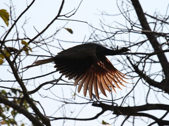 Hat schon mal Jemand einen Pfau in der Luft gesehen- ich zumindest nicht!