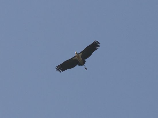 Marabou