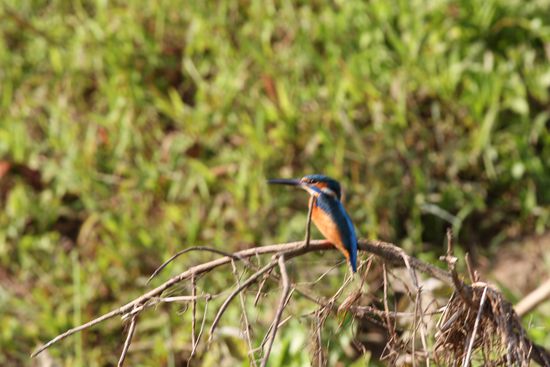 Kingfisher, mein absoluter Favourite!