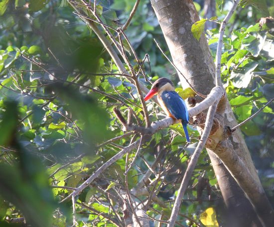 Royal Kingfischer- noch ein Tick groesser!