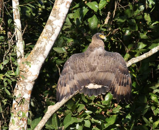Adler, ichweiss allerdings nicht mehr welcher!