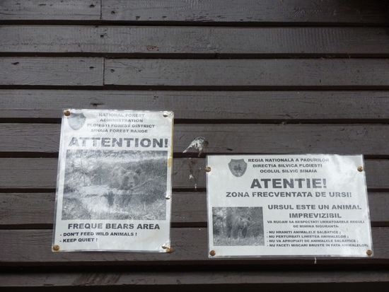 Die Warnung kam leider fuer eine Zelterin letztes Jahr zu spaet. Eine Amerikanerin ist letztes Jahr beim Zelten von einem Baeren zerfleischt worden!