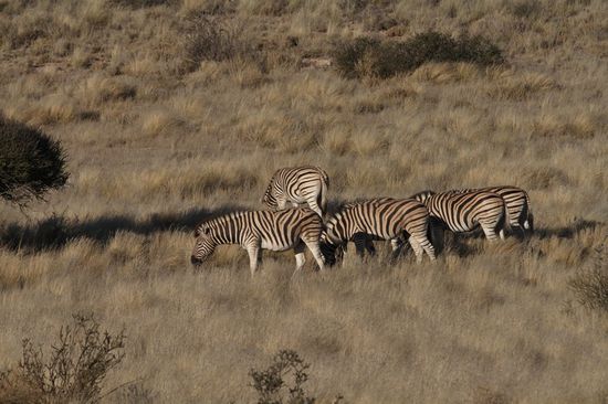 Zebra, unschwer zu erkennen 