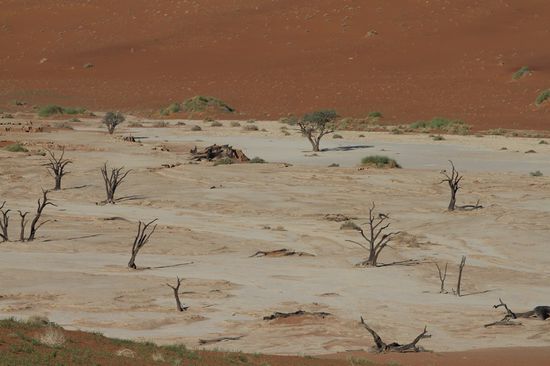 Das ist das Deadvlei von oben gesehen.  Wir hatten uns etwas verlaufen und sind die falsche Duene hoch. Zumindest hatten wir anschliessend einen schoenen Ausblick aufs Deadvlei. Der weisse Untergrund ist Gips. Die Baeume dort sind wegen dem GIPS im Boden und kaum Regen 4000-5000 Jahre alt und so "gut" erhalten.