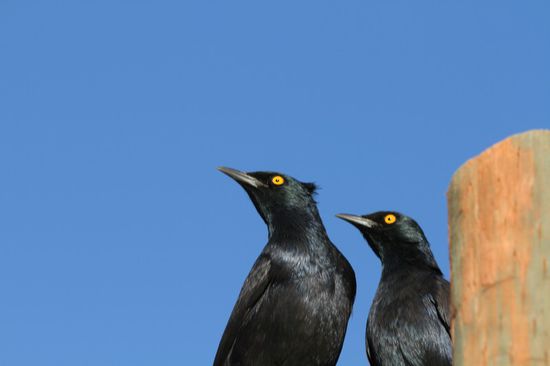 Unsere besten Freunde beim Zelt, haben uns immer morgens geweckt!