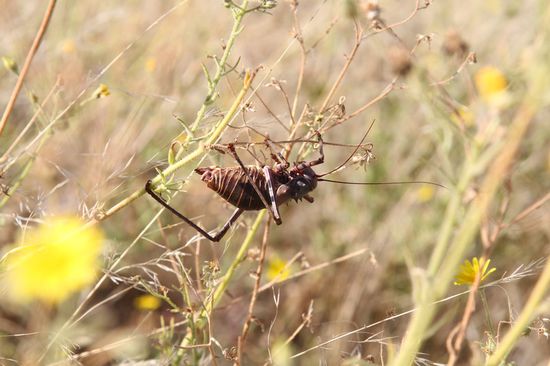 Ich weiss bis heute nicht was es ist.