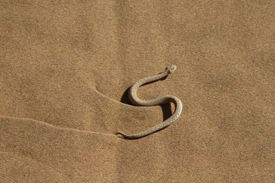 Hier ist er sogar fuendig geworden: eine Sandpython