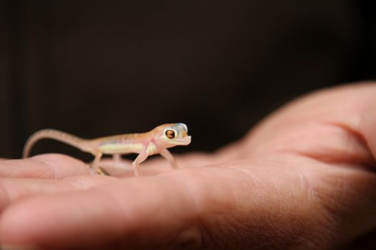 Kennt Ihr aus dem Fernsehen die Echsen, die immer abwechselnd die Fuesse in die Luft halten um diese abzukuehlen? Genau so einer ist das, nur als Junges.