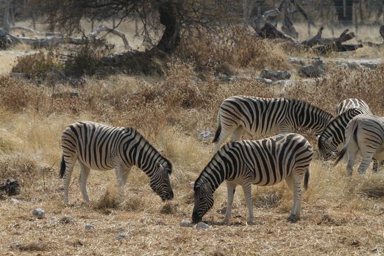Die naechsten Bilder sind von unserem Wasserloch: Okaukuejo