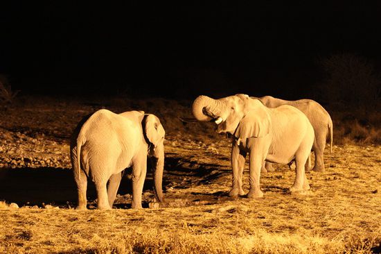 Viele Tiere kamen erst nachts. Wir haben bei -2 Grad draussen gewartet bis ein paar Tiere kamen. Es war bitter kalt.