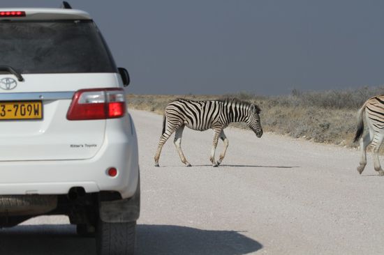 Immer wieder Tiere auf der Strecke, man musste schon sehr vorsichtig fahren!