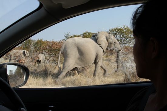 Um mal deutlich zu machen, wie nah die Tiere kamen. Meine Frau ist auch sehr oft im Park gefahren, damit ich Bilder machen konnte.