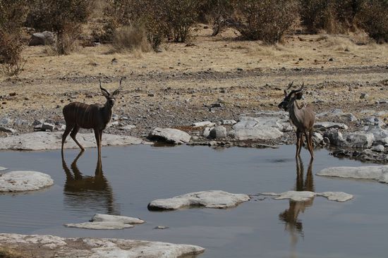 Halali Restcamp Waterhole