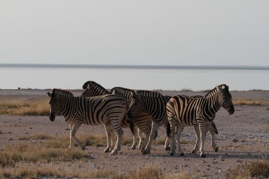 Hier im Hintergrund sehr gut die Salzpfanne zu sehen.